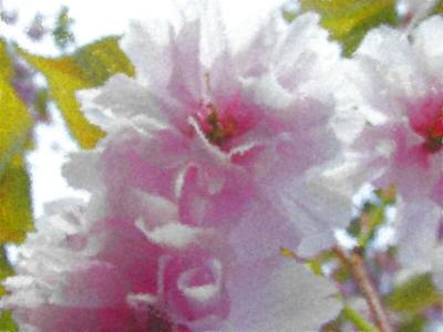 crabapple blossoms