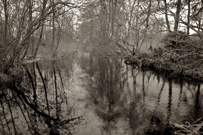 half frozen swamp