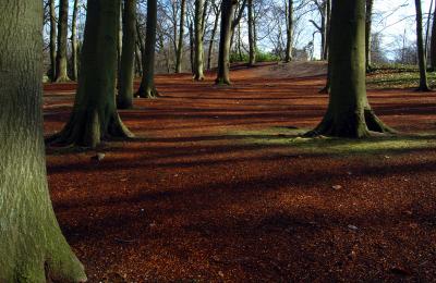 beech forest