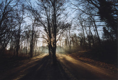 tree eclipse
