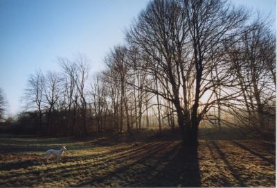 tree eclipse 2
