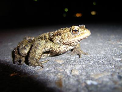 27 mar - toad on the road