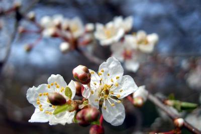8 apr - blossom