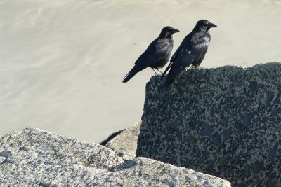 beach ravens