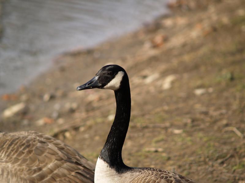 Highland Park Goose