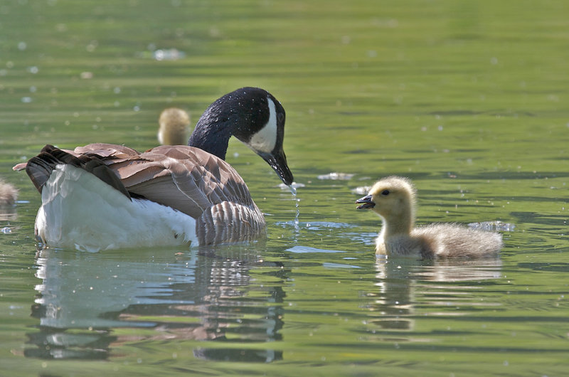 Canada Goose and baby
