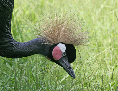 Balearic Crane