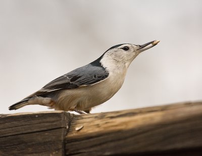 White Breasted Nuthatch