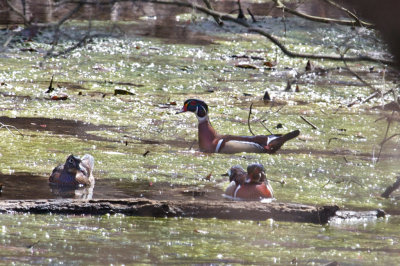Wood Duck - Chadds Ford
