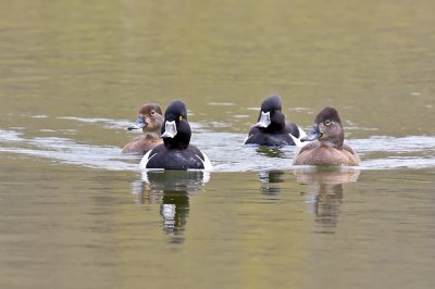 Ring-Necked Duck - Conestoga