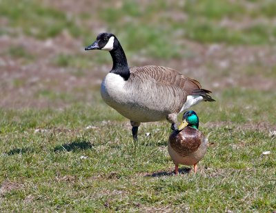 Mallard - Conestoga