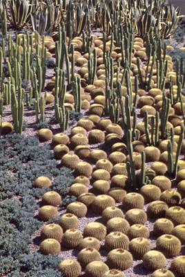 Cacti, Getty