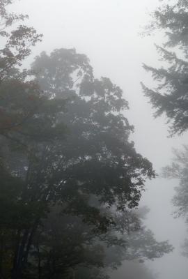 Mist trees, Adirondacks