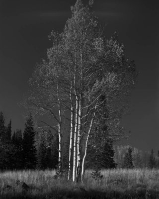 Aspen Grove