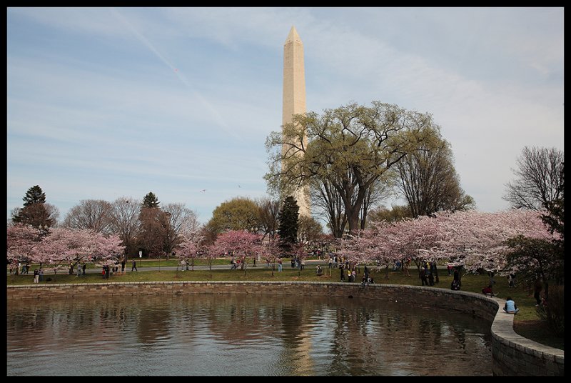 Cherry Blossoms