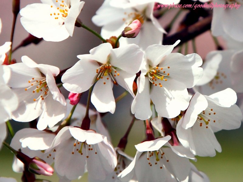 1024x768 Cherry Blossoms