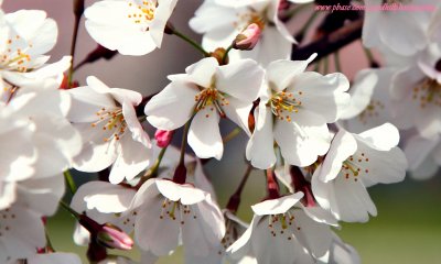 1280x768 Cherry Blossoms