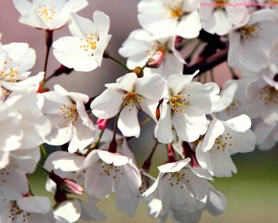 1280x1024 Cherry Blossoms