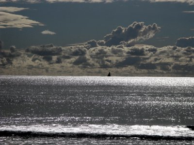 Lone Sail - Bilinga Beach, Gold Coast