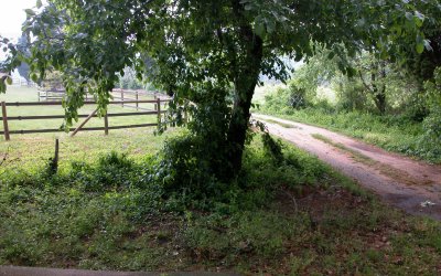 apple tree by the lane