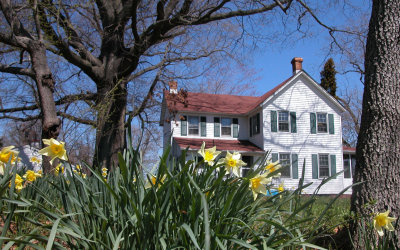 farmhouse and daffodils
