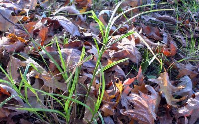 grass and oak leaves
