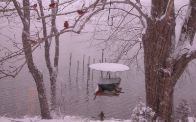seven cardinals in winter