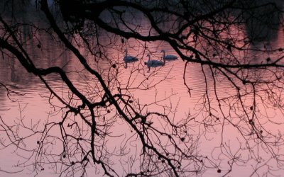 tundra swans on rockhold creek