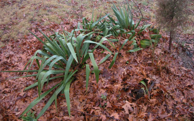 yucca in autumn