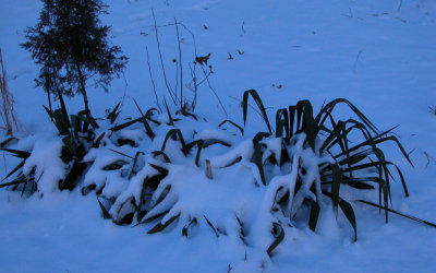 yucca in winter