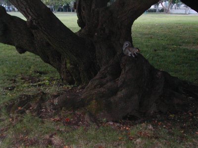 squirrel in ancient cherry tree