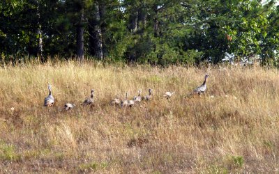 Wild Turkey  -- Oneida County