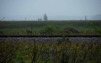 Sandhill Cranes -- Hoboes --  Portage