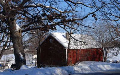 barn and oak -- winter