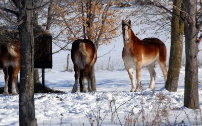 horses -- winter feed