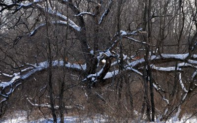 oak tree -- winter