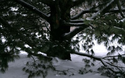pine-- arboretum