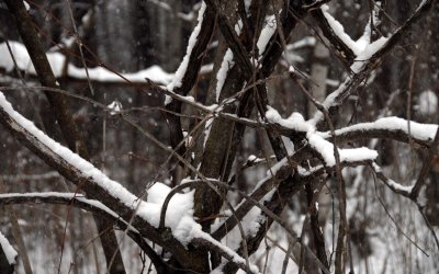 winter vignette -- snow on branches