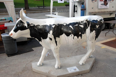 Holstein Herd