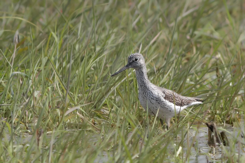 Groenpootruiter - Common Greenshank