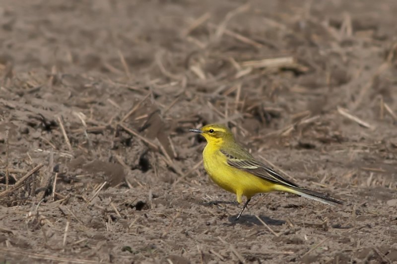 Engelse Kwikstaart - Yellow wagtail