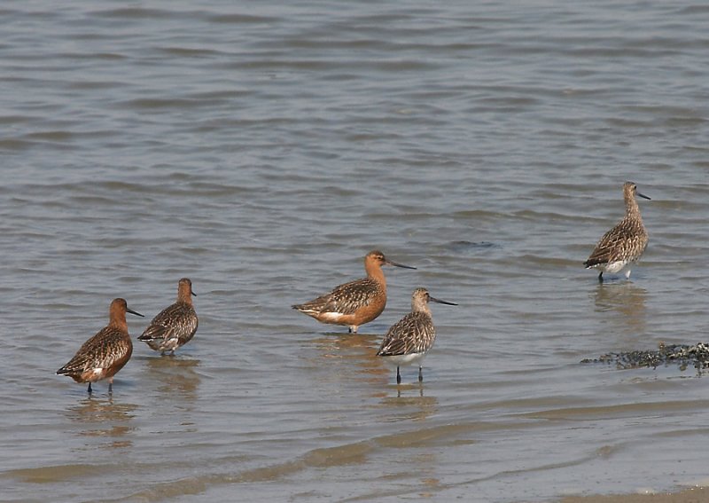 Rosse Grutto - Bar-tailed Godwit