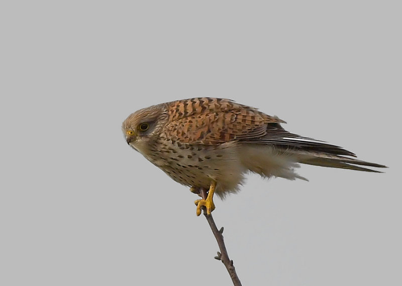 Torenvalk - Common Kestrel