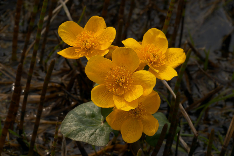 Dotterbloem  - Caltha palustris