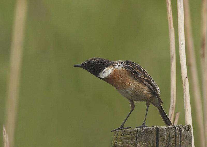 Roodborsttapuit - Common Stonechat