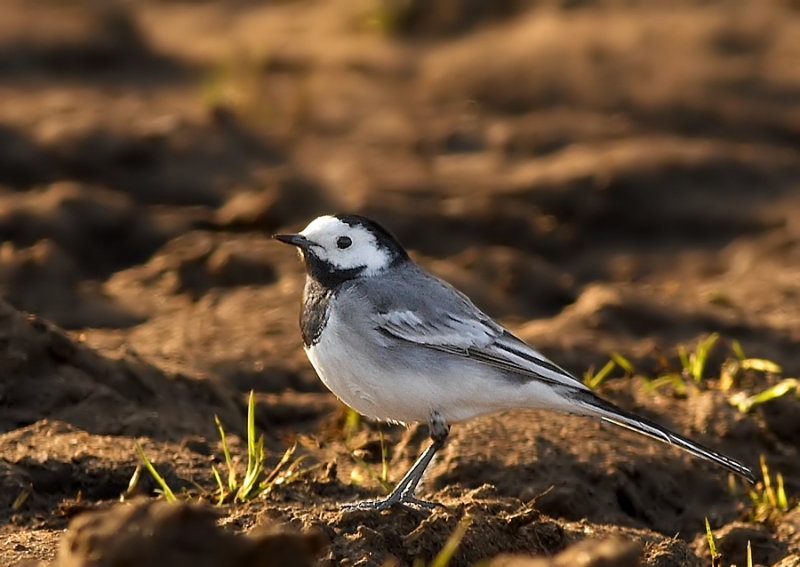 Witte Kwikstaart - Pied Wagtail