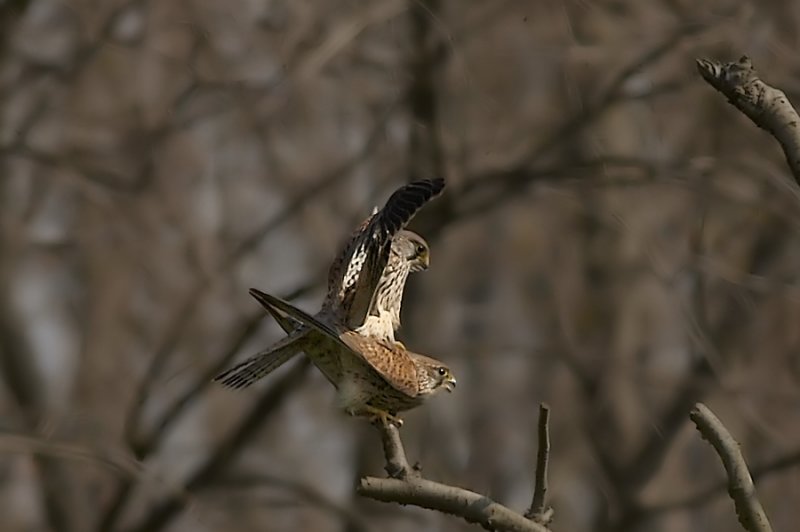 Torenvalk - Common Kestrel