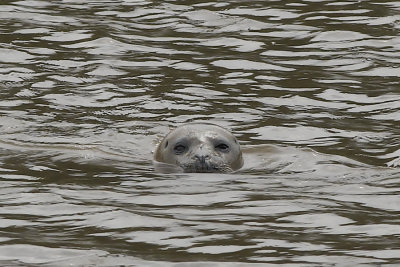 Gewone Zeehond - Common Seal