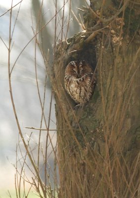 Bosuil - Tawny Owl
