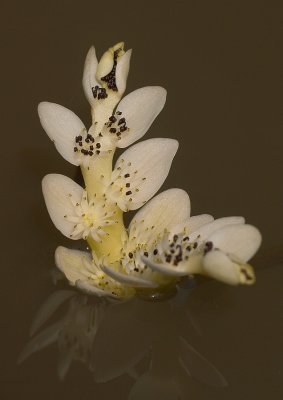 Kaapse Waterlelie - Aponogeton Dystachyus